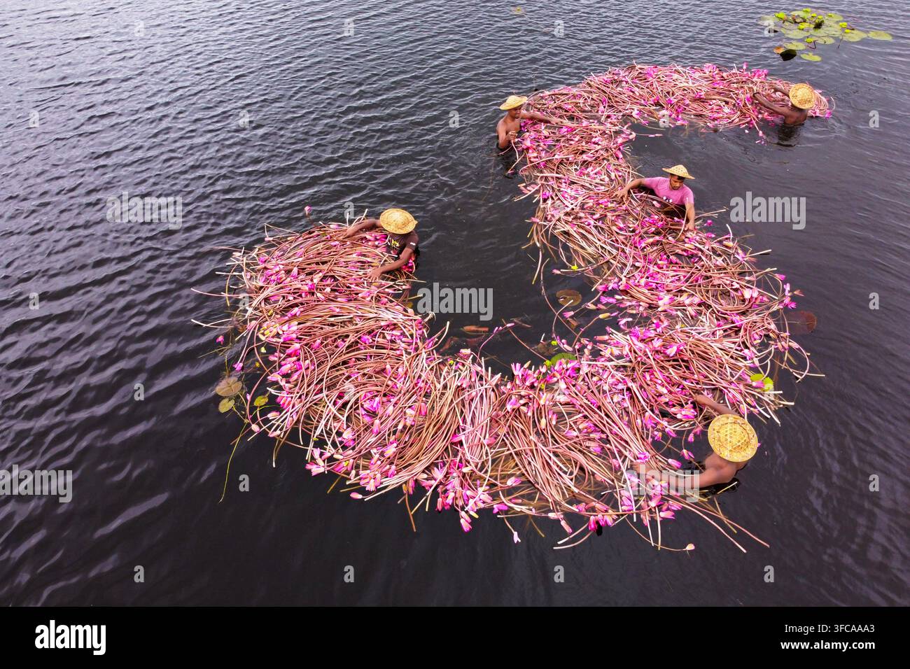 Vista aerea di raccoglitori di ninfee che indossano cappelli conici e raccolgono fiori rosa nell'acqua scura di una zona umida a Barishal, Bangladesh. Foto Stock