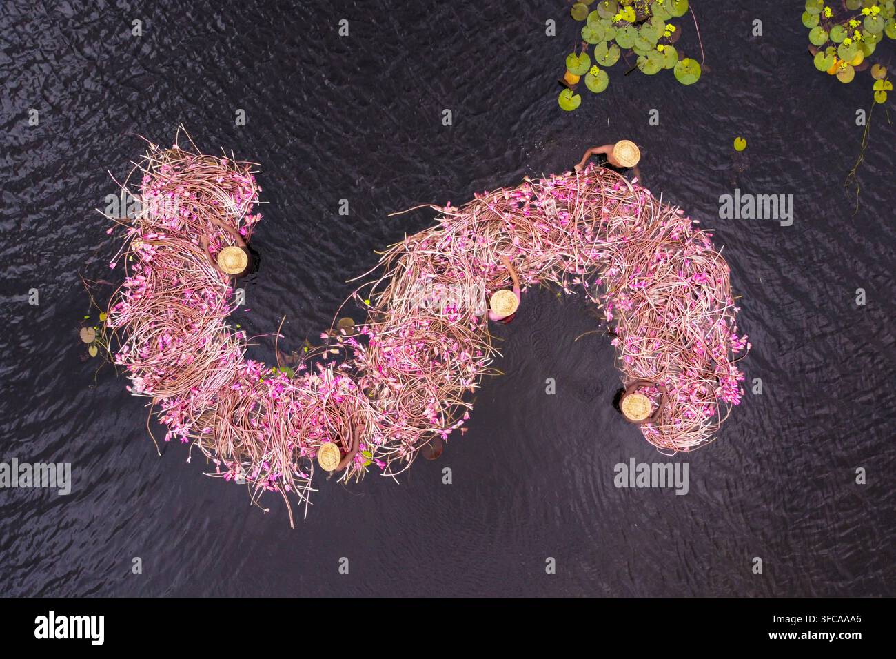 Veduta aerea di raccoglitori di ninfee che raccolgono fiori rosa in una zona umida con persone che indossano cappelli in piccole barche a Barishal, Bangladesh. Foto Stock