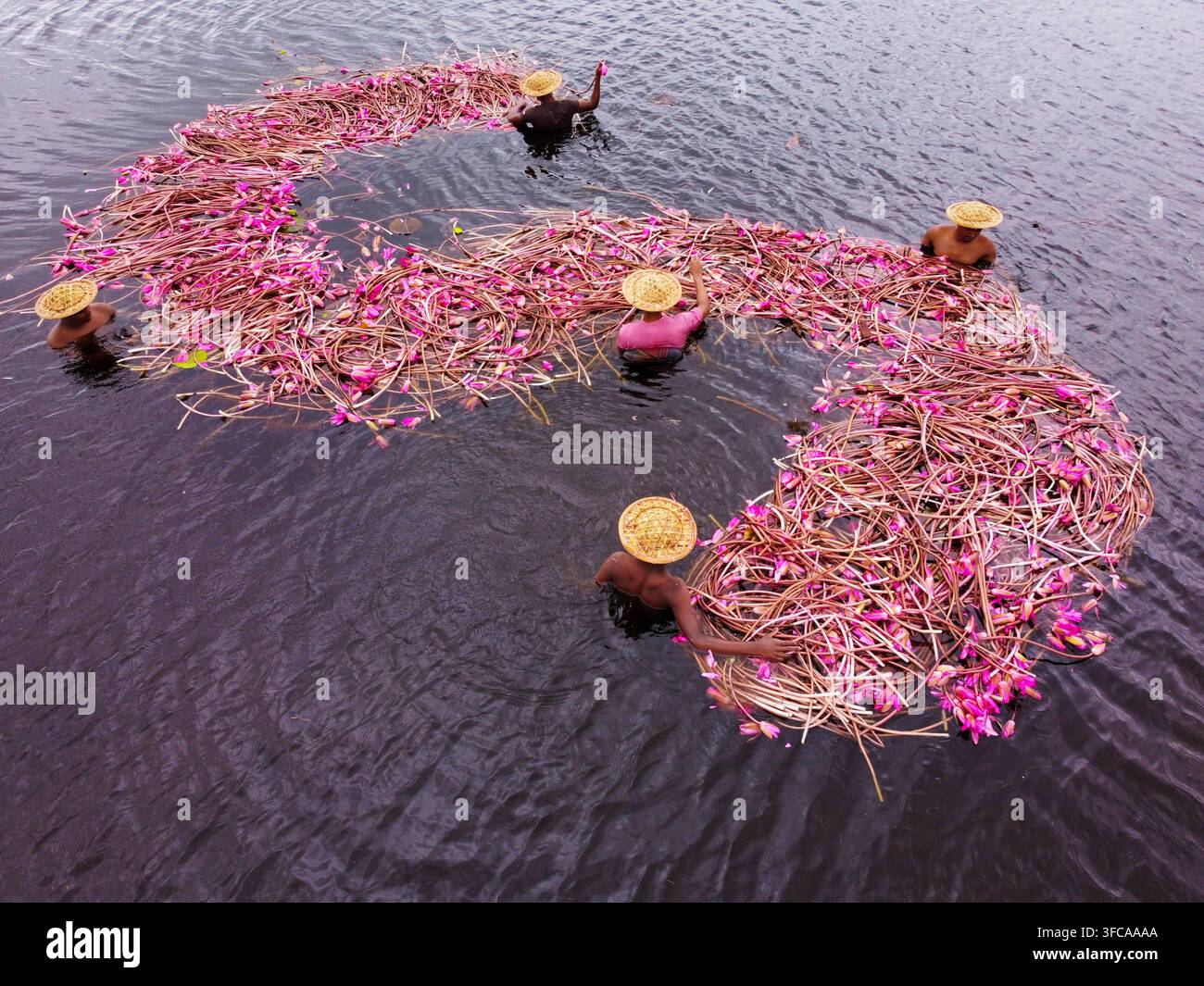 Vista aerea di raccoglitori di ninfee che indossano cappelli di paglia e raccolgono fiori rosa in una zona umida a Barishal, Bangladesh. Foto Stock