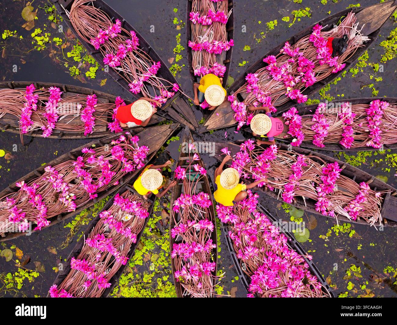 Veduta aerea di raccoglitori di ninfee in barche di legno disposte in un motivo circolare su una zona umida, con fiori rosa vivaci e lavoratori che indossano cappelli di paglia Foto Stock
