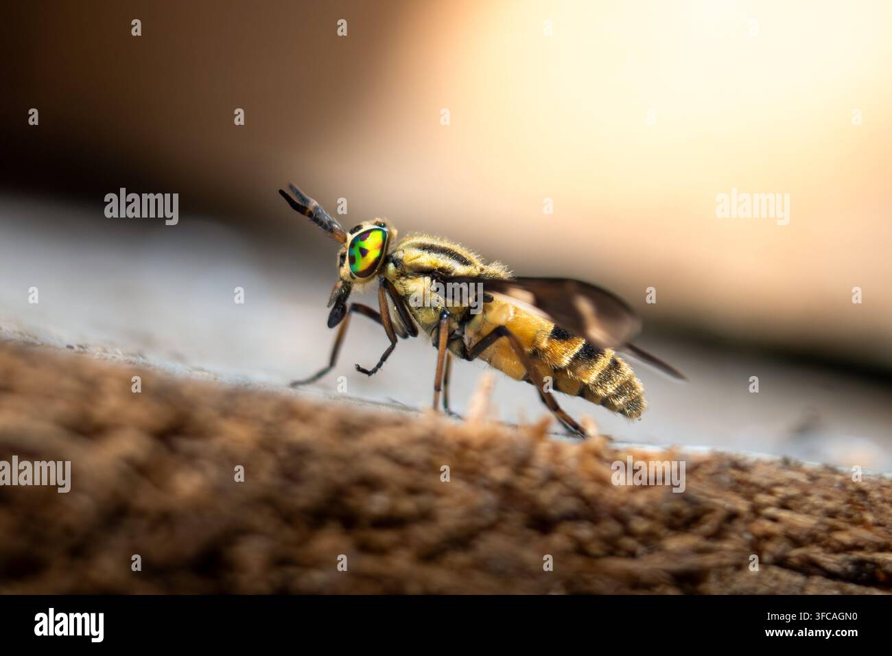 Macro di una mosca gialla con occhi verdi sul legno Foto Stock