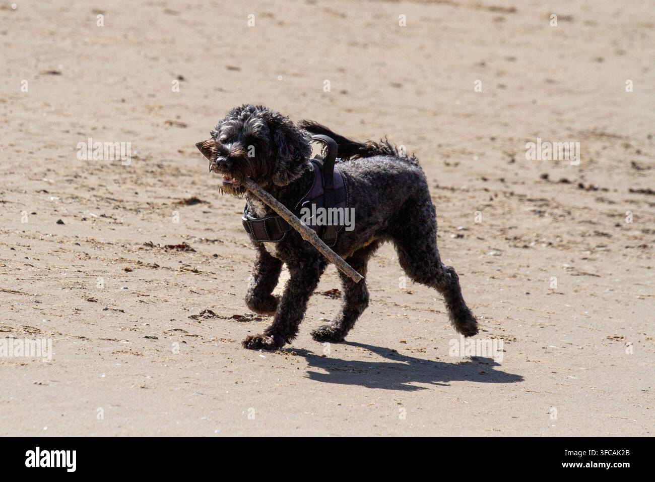 Un cane Cockapoo nero con un'imbracatura trotta sulla spiaggia sabbiosa portando un grosso bastone in bocca. Southport, UK. Foto Stock