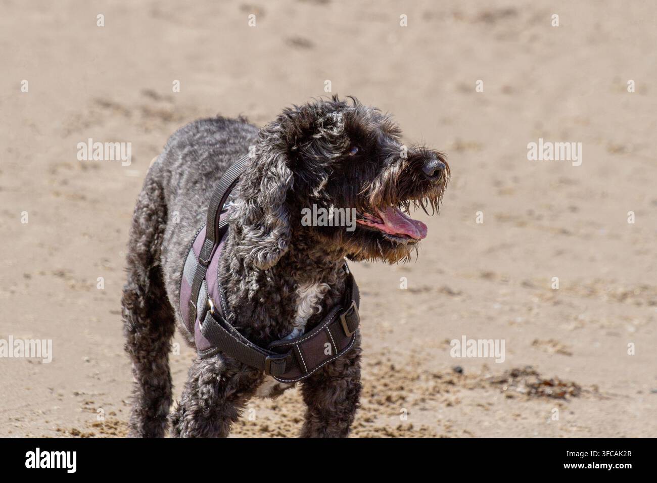 Un cane Cockapoo nero con un'imbracatura trotta sulla spiaggia sabbiosa portando un grosso bastone in bocca. Southport, UK. Foto Stock