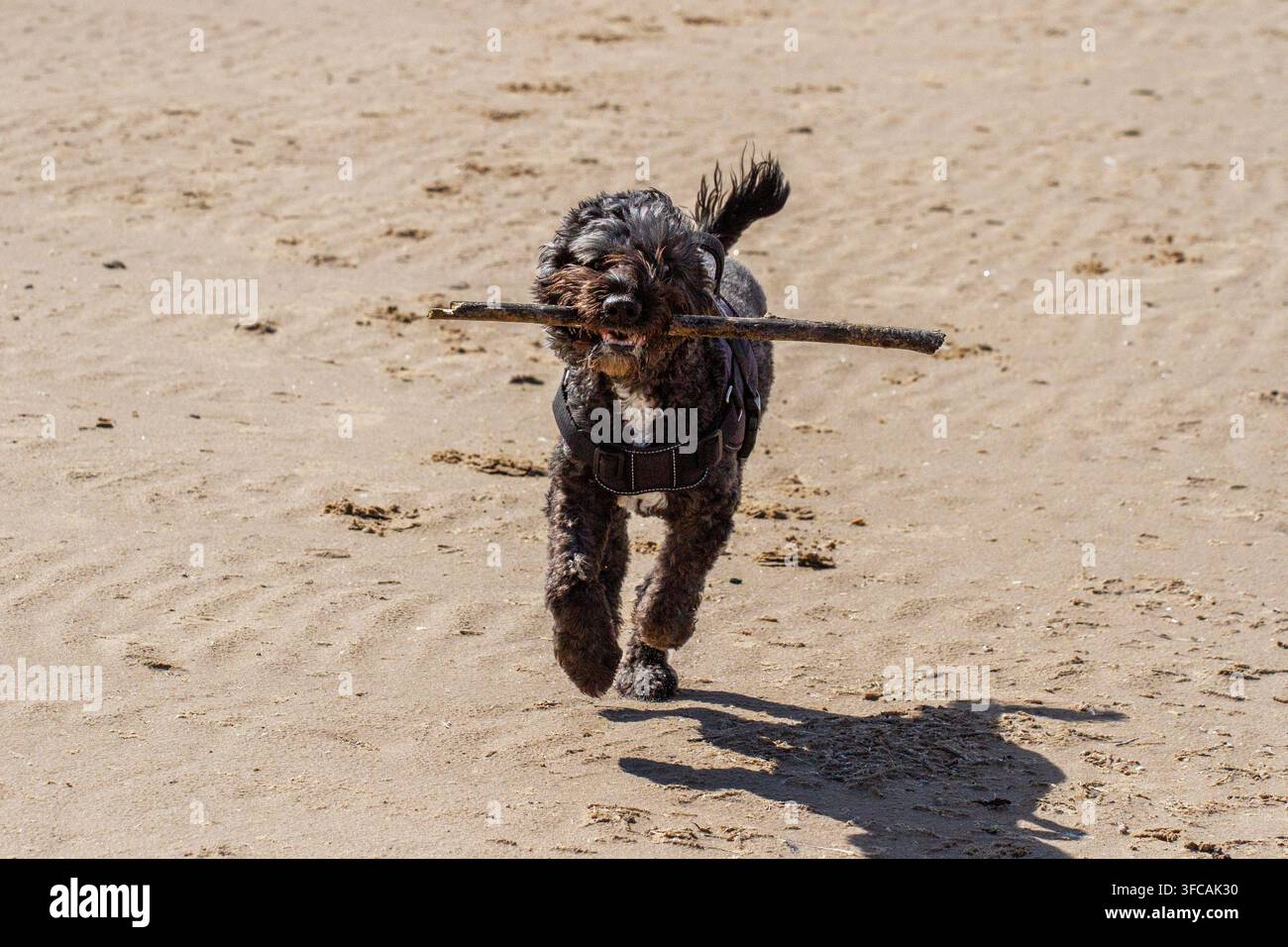 Un cane Cockapoo nero con un'imbracatura trotta sulla spiaggia sabbiosa portando un grosso bastone in bocca. Southport, UK. Foto Stock