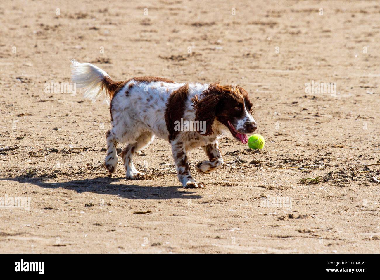 Un English Springer Spaniel è in piedi su una spiaggia sabbiosa accanto a una palla da tennis verde brillante, ansimando con la lingua fuori in una giornata di sole. Southport, Regno Unito. Foto Stock