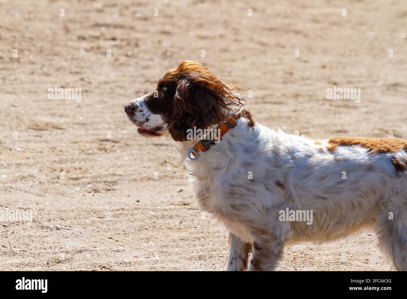 Un English Springer Spaniel è in piedi su una spiaggia sabbiosa accanto a una palla da tennis verde brillante, ansimando con la lingua fuori in una giornata di sole. Southport, Regno Unito. Foto Stock