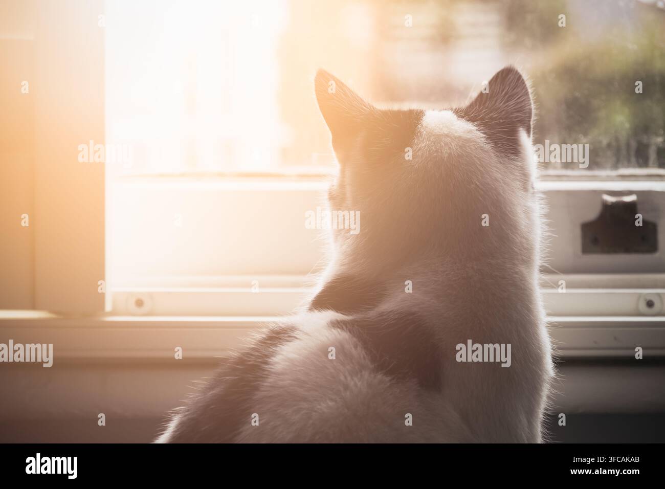 Retro di un gatto bianco e nero che guarda fuori dalla finestra con luce calda Foto Stock
