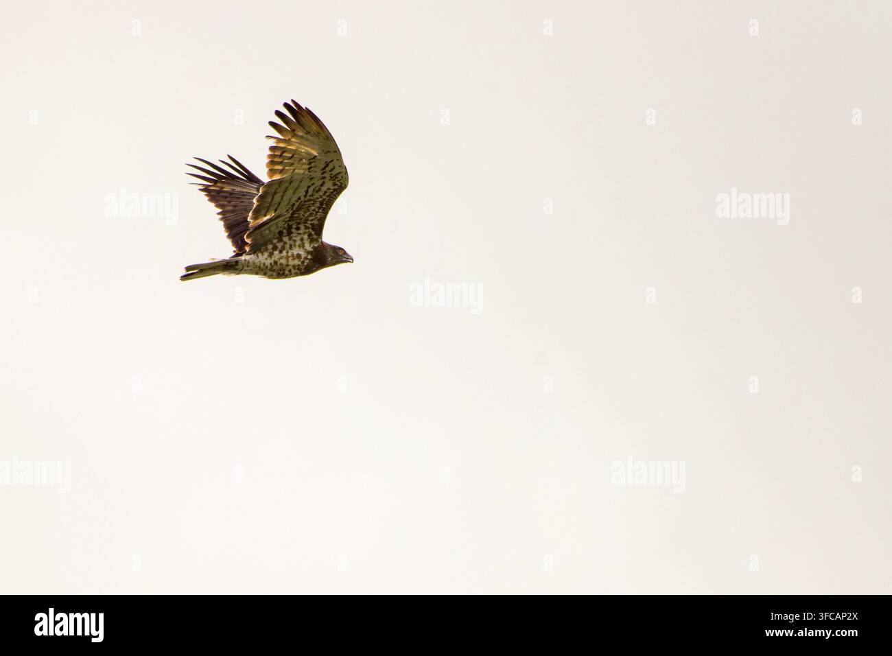Aquila serpente dal becchino corto, Circaetus gallicus, che plana con le ali spiegate mostrando il caratteristico ventre striato. Foto Stock