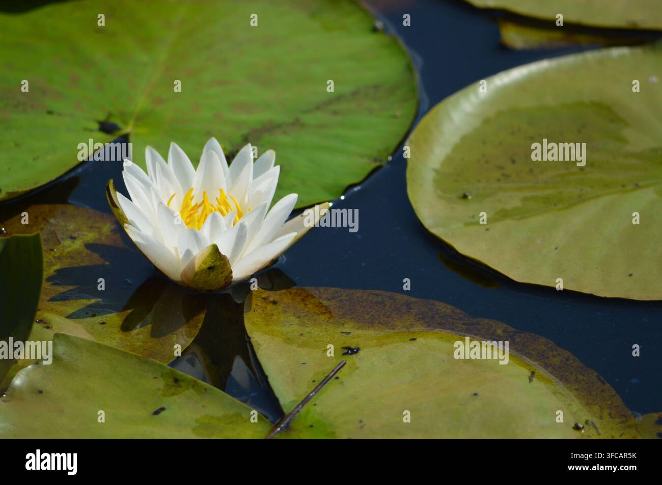 Fauna e Flora della Florida Giglio bianco d'acqua Foto Stock