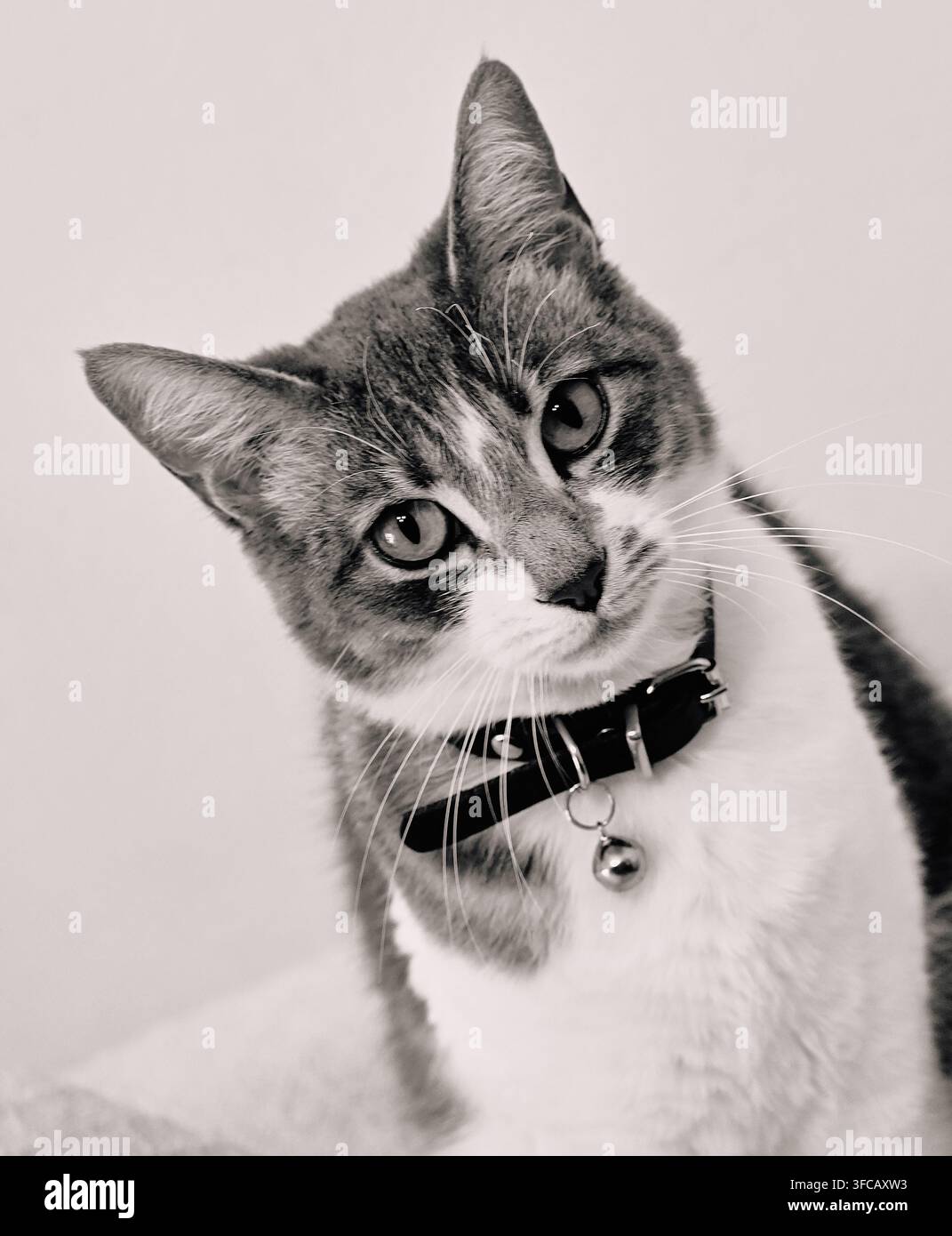 Gatto domestico Foto Stock