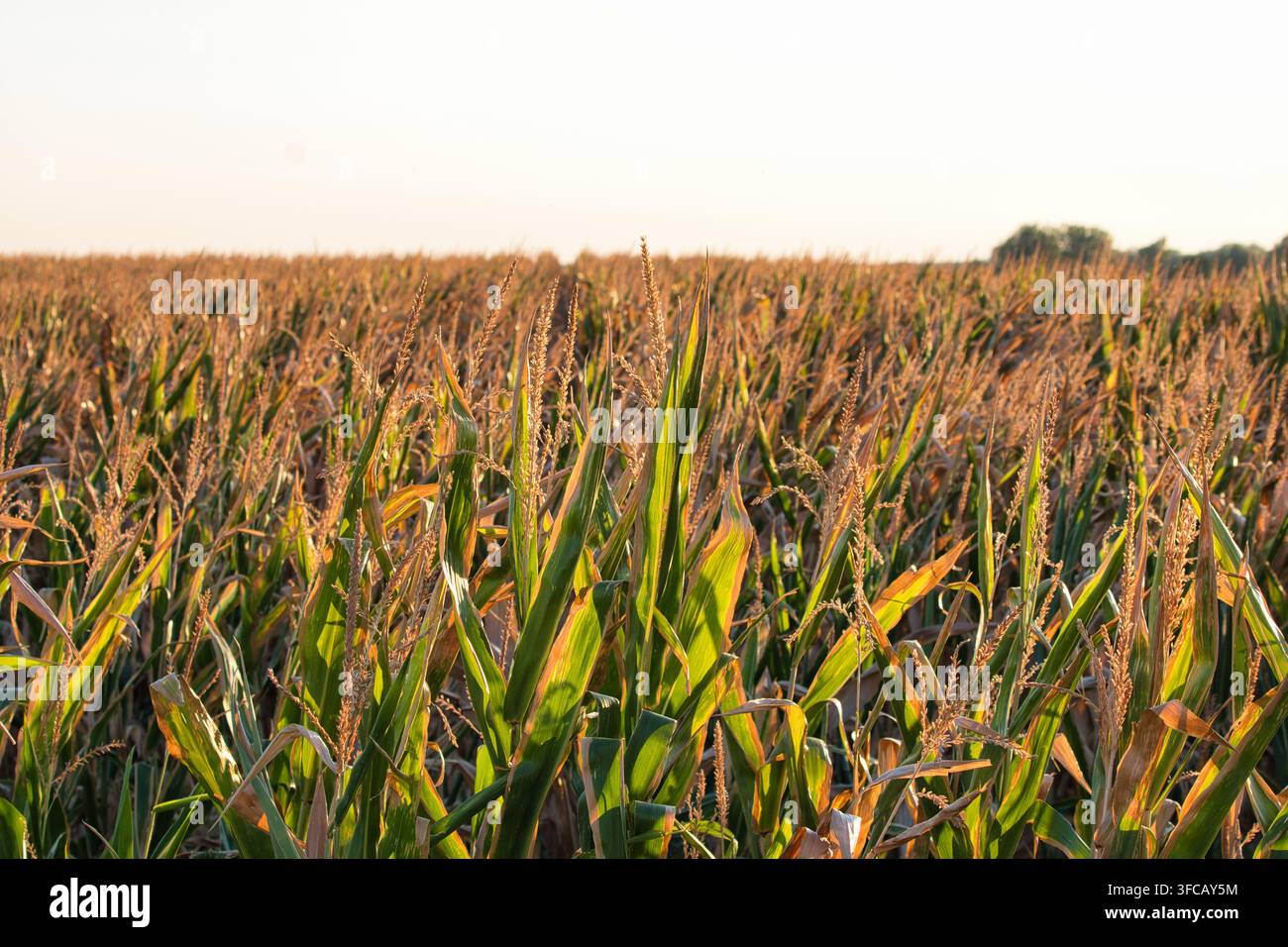 Ampia vista scenografica di un campo di mais maturo illuminato dalla luce dorata del tramonto, concetto di raccolto. Foto Stock