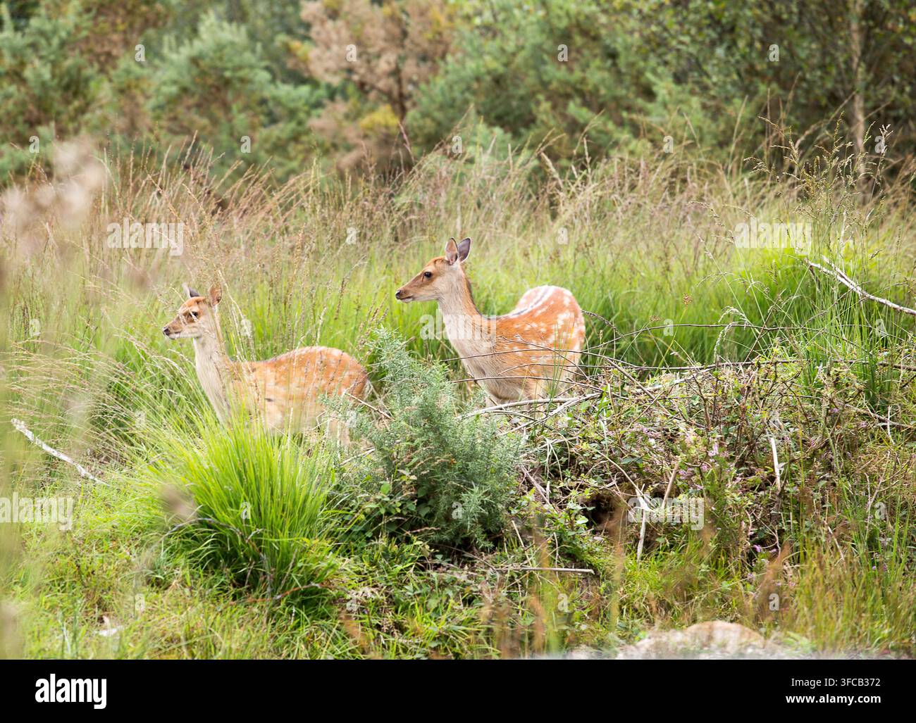 Cervo sottomesso che guarda Gortloughera Co Kerry Eire Irlanda Foto Stock