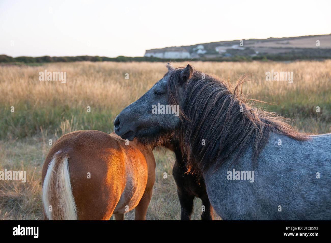 Poni di conservazione che si rilassano alla fine della giornata, ad agosto, South Downs National Park, Cuckmere Haven, East Sussex Foto Stock
