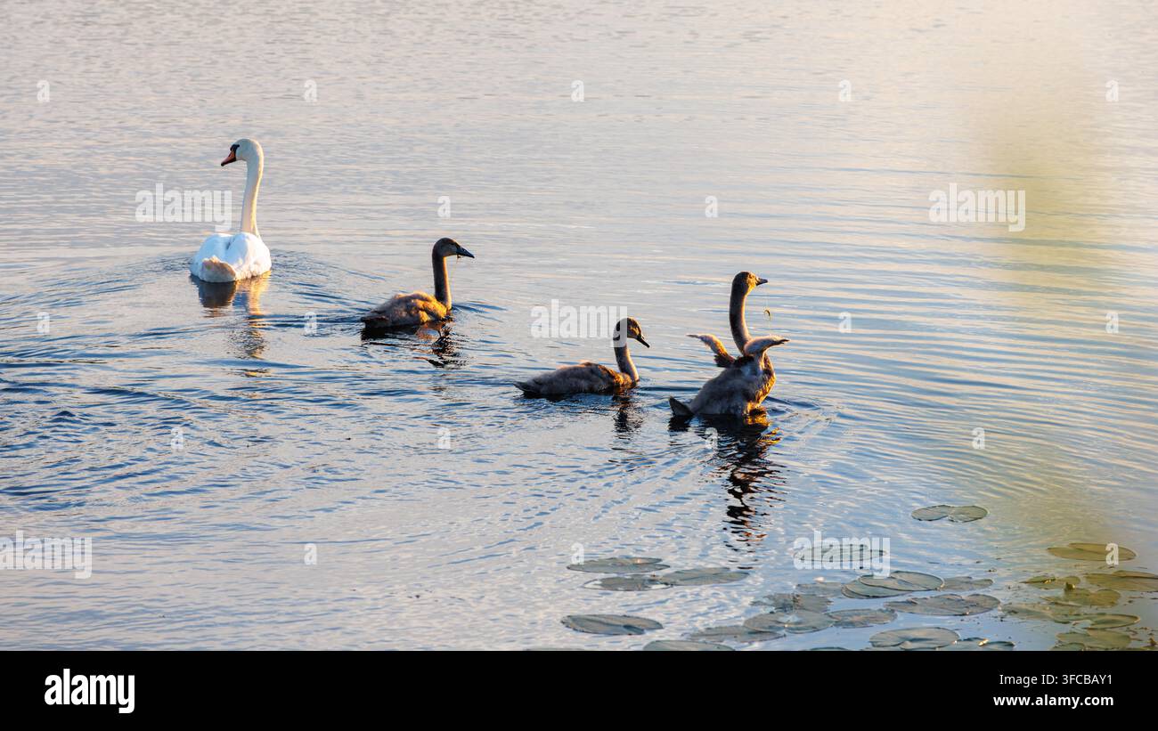Un cigno reale adulto bianco nuota con tre piccoli cignetti grigi in uno stagno d'acqua calma con foglie di ninfee, mentre un piccolo cigno neonato si allunga e sbatte le ali Foto Stock