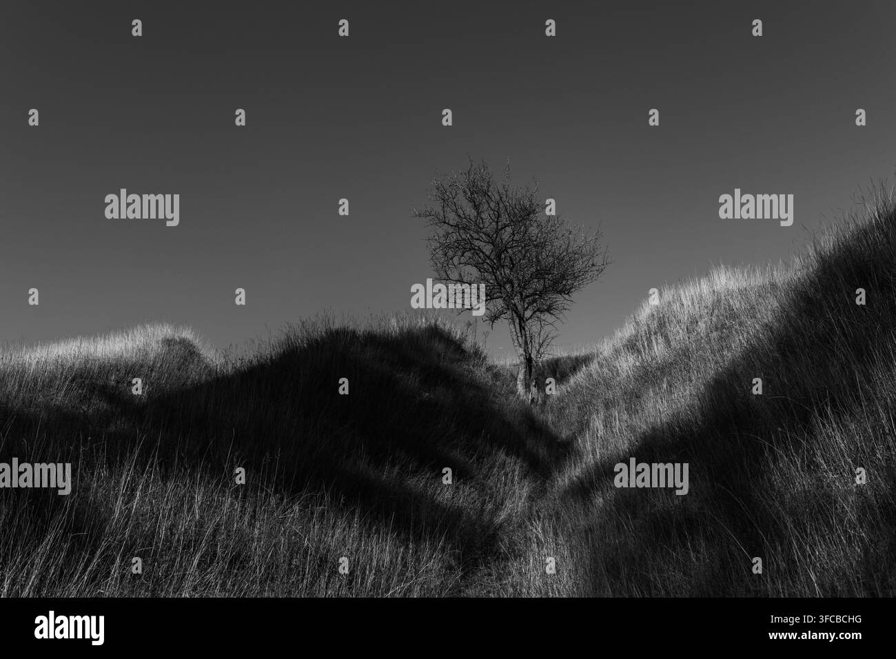 Versione monocromatica di un paesaggio di valle con un albero solitario e un forte contrasto tra luce e ombra, che crea un'atmosfera drammatica. Foto Stock
