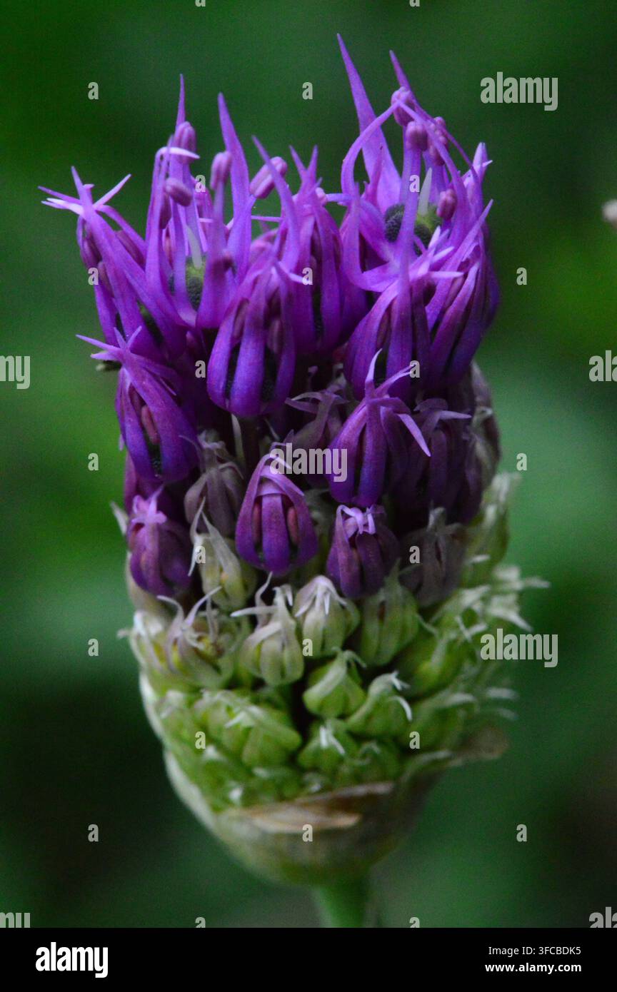 Un fiore di allio si apre e mostra la sua bellissima e vivace tonalità viola. Foto Stock