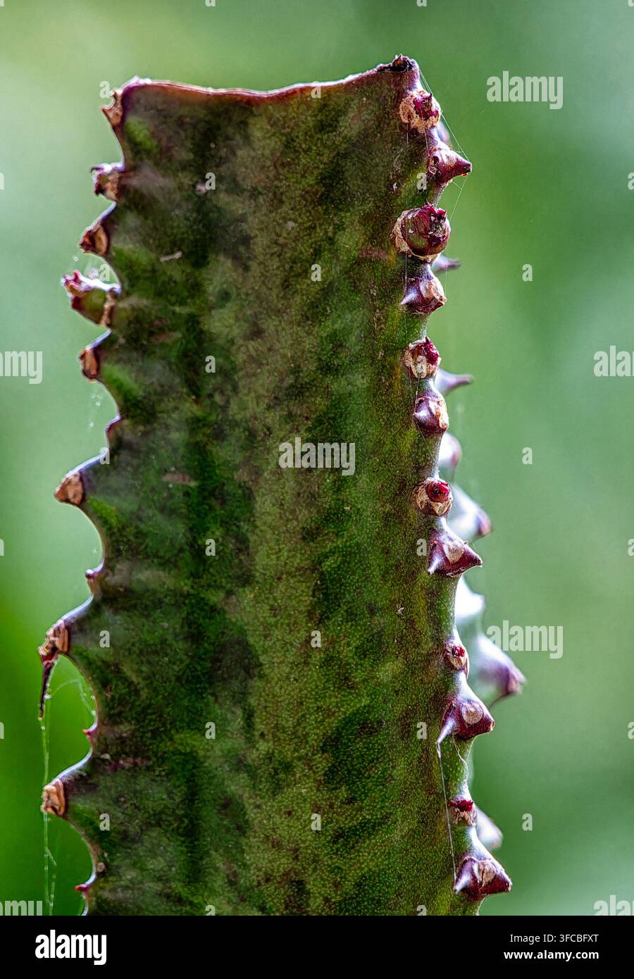 Un primo piano dello stelo di un Albero del Latte Africano (Euphorbia trigona) Foto Stock