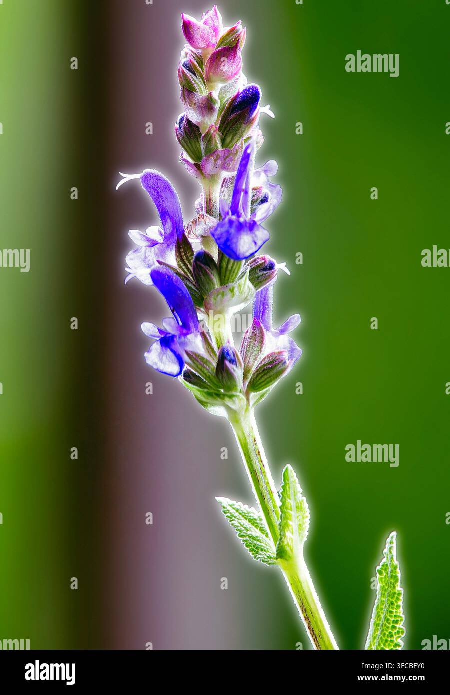 Un gambo di Salvia della famiglia delle Labiate. Foto Stock