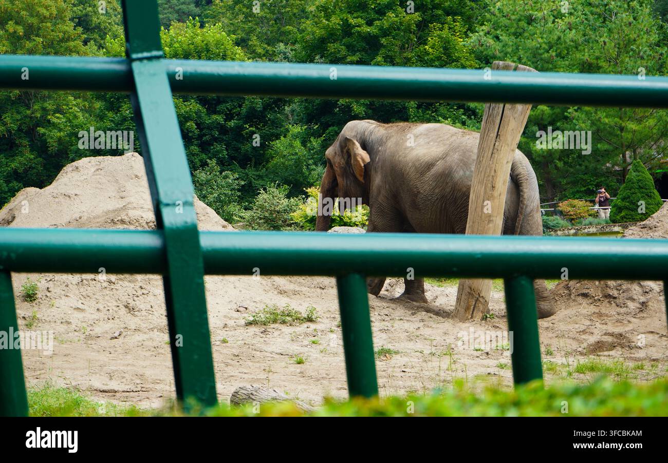 Grande elefante asiatico che cammina vicino a pali di legno all'interno di un recinto dello zoo dietro recinzioni metalliche verdi. Foto Stock