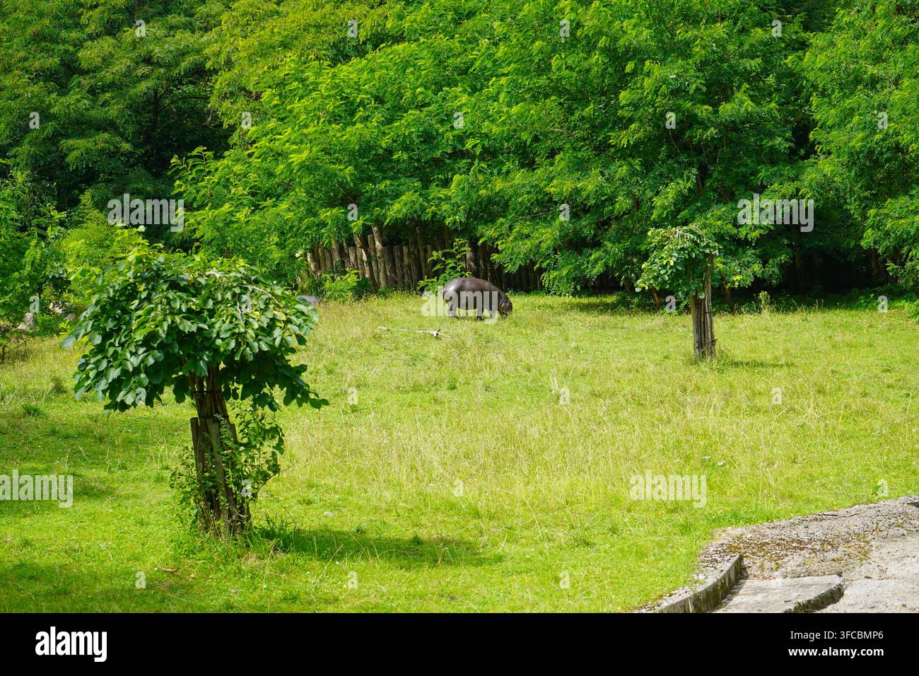 Un ippopotamo pigmeo pasce sull'erba all'interno di un grande e lussureggiante recinto verde allo zoo di Danzica, con alberi verdi fitti che formano uno sfondo naturale. Foto Stock