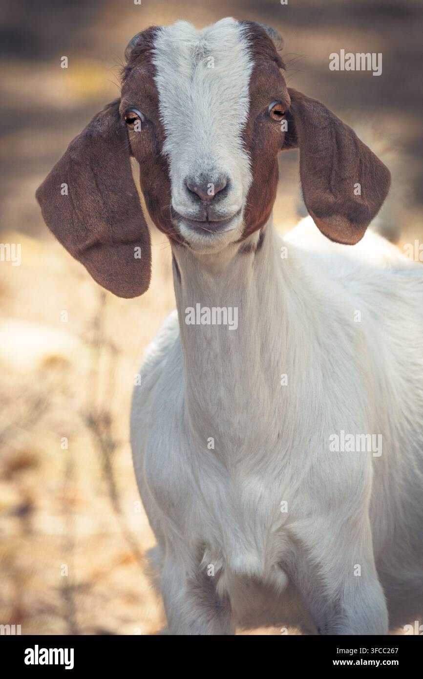 Ritratto di una capra marrone e bianca che guarda direttamente verso la fotocamera su uno sfondo rurale leggermente sfocato. Foto Stock