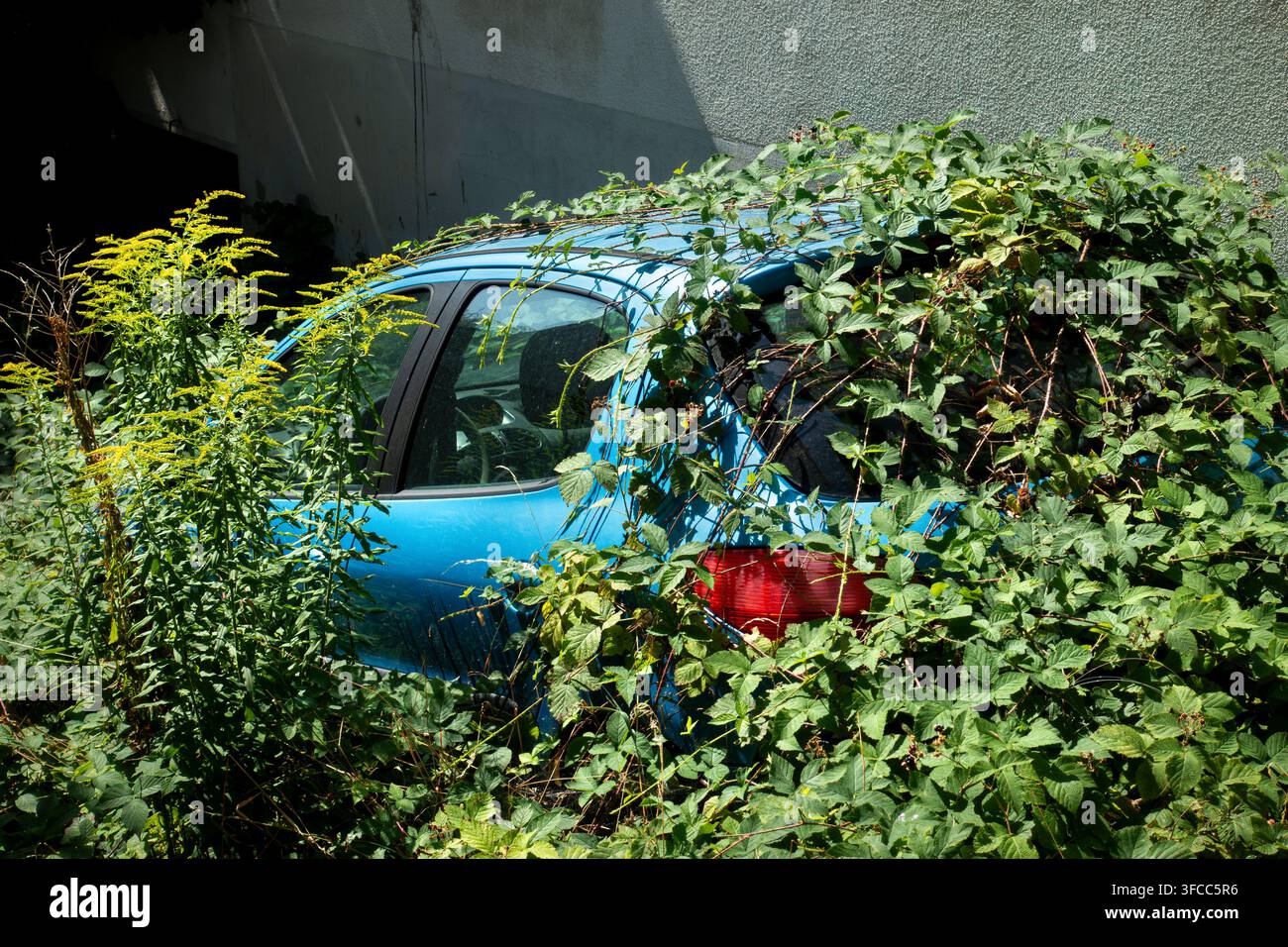 Auto abbandonata e invasa dalla vegetazione lasciata nel vialetto. Peugeot 206 hatchback blu completamente inghiottito dalla natura con fitti rovi, piante selvatiche ed erbacce Foto Stock