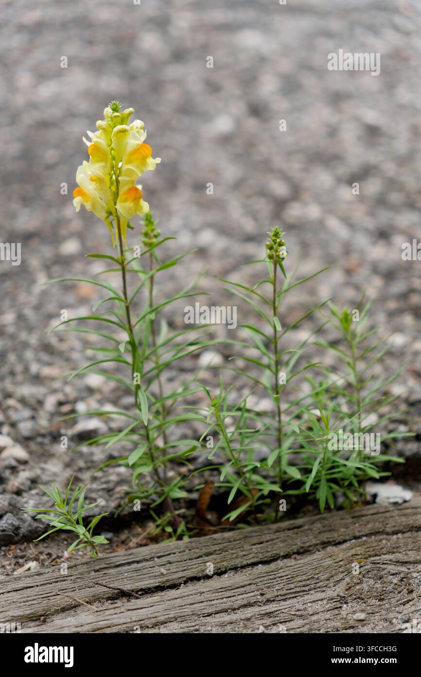 Linaria comune (Linaria vulgaris) che fiorisce attraverso una crepa nel pavimento asfaltato a Korsta, Sundsvall, Svezia. Foto Stock