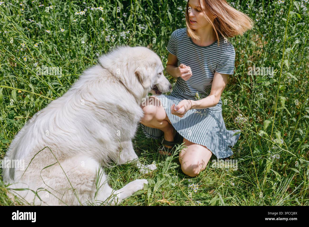 Giovane donna che gioca con un soffice Maremma Sheepdog in un prato verde estivo Foto Stock