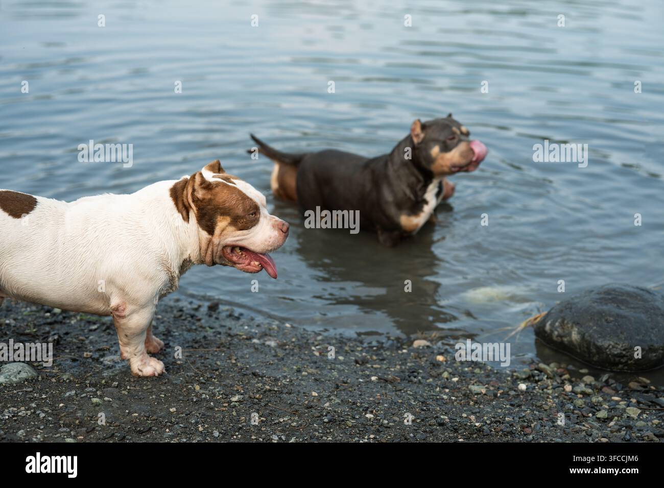 Scatto all'aperto di alta qualità di animali domestici di razza pura vicino a un lago. Vista frontale dettagliata di un cane da compagnia bianco e marrone che mostra un'impressionante criniera larga Foto Stock
