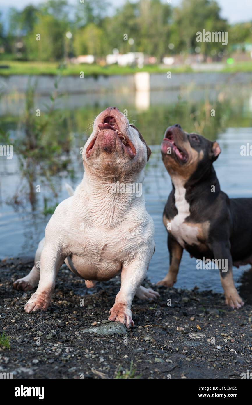 Ritratto di alta qualità in vista frontale di un animale domestico maschio di razza pura in piedi in una posizione bassa e ampia su una spiaggia di ciottoli. Un cane di razza robusto che mostra Foto Stock