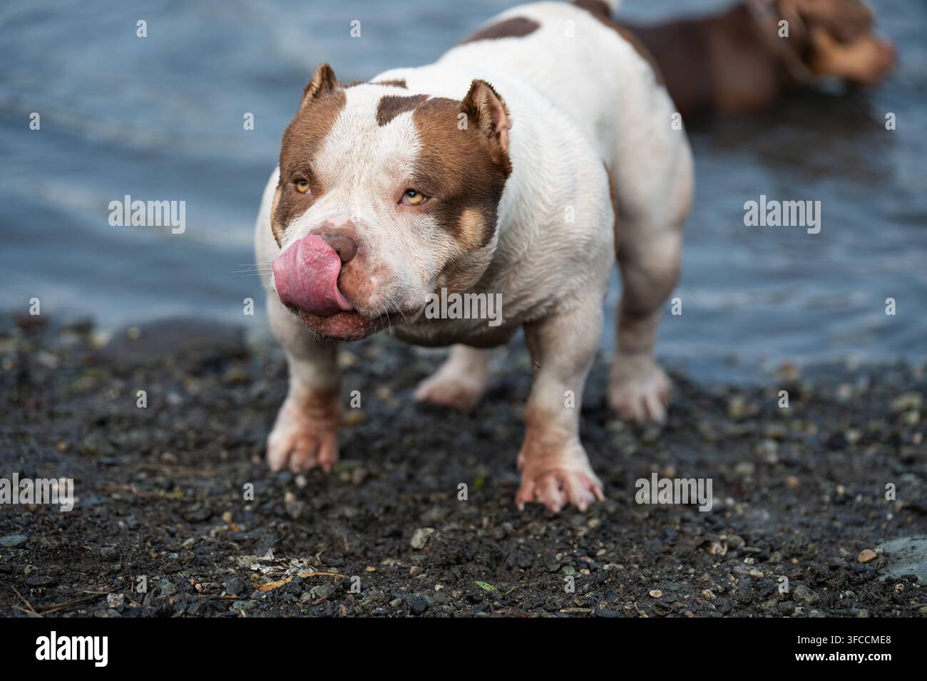 Bella fotografia professionale di stock focalizzata sulla salute fisica, lo sviluppo della forza ossea e la resistenza atletica di un cane maschio. Bianco e marrone Ame Foto Stock