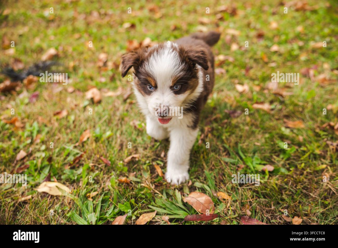 Cucciolo di Havanese dagli occhi blu che si avvicina attraverso l'erba autunnale Foto Stock