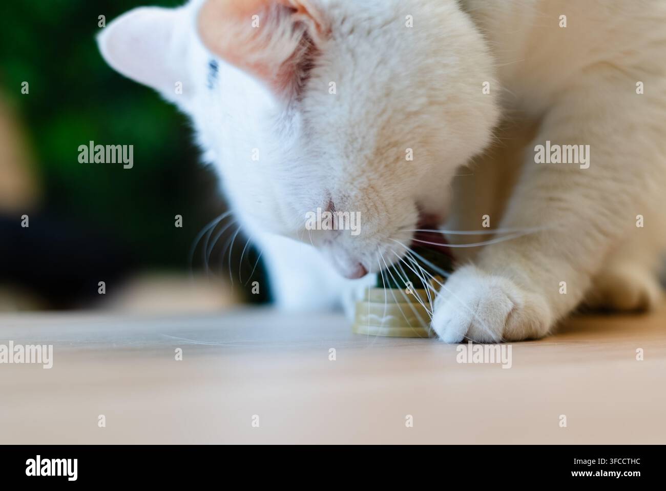 Gatto bianco che annusa un oggetto su un tavolo di legno con curiosità all'interno. Animale domestico felino che indaga attentamente un oggetto sconosciuto a casa. Esploratore animale che esamina la superficie con osservazione e concentrazione acuta Foto Stock