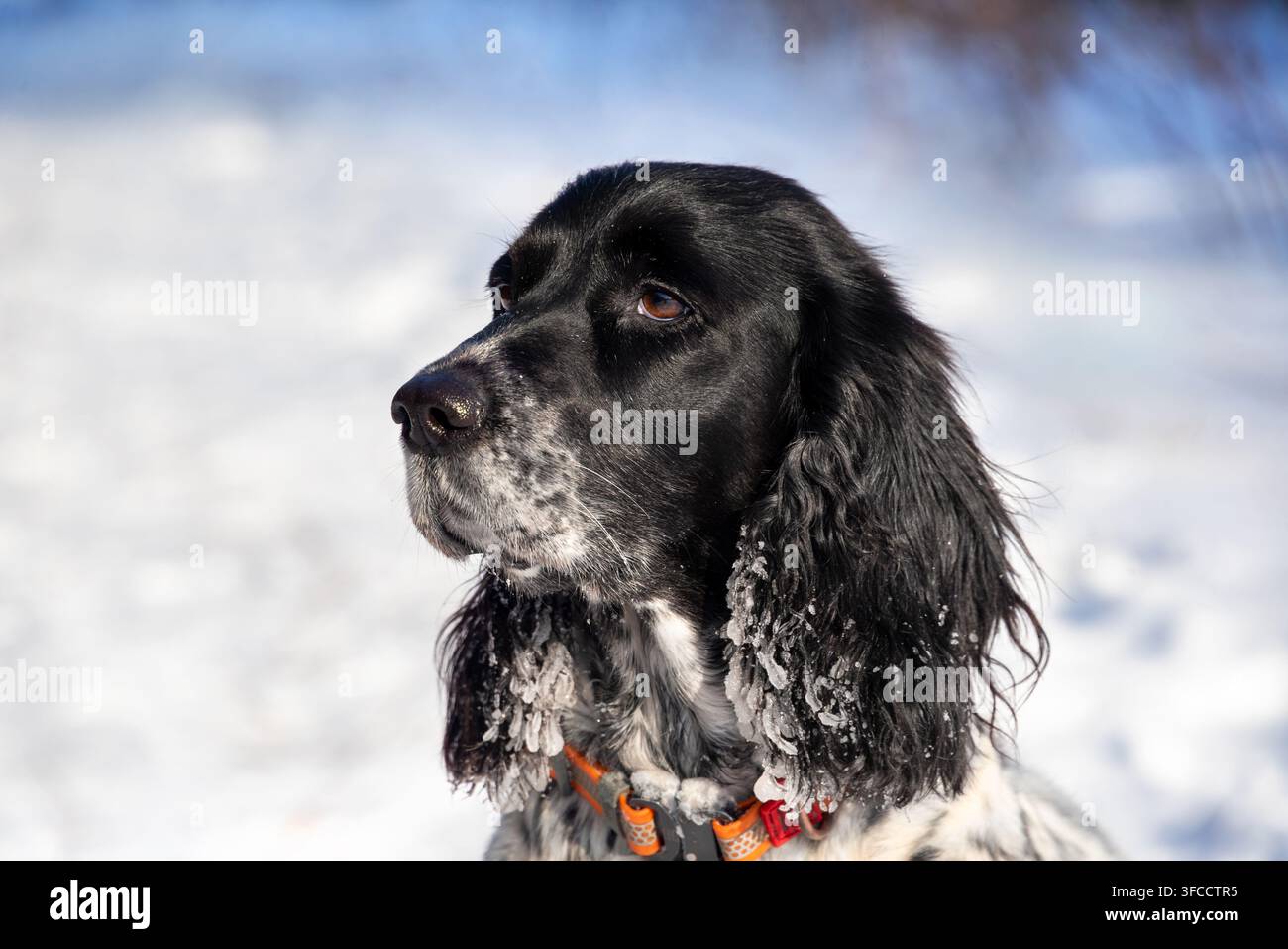 Cane carino con orecchie lunghe coperte di ghiaccio che cammina in un parco innevato in inverno. Ritratto di uno spaniel da caccia durante una passeggiata. Foto Stock