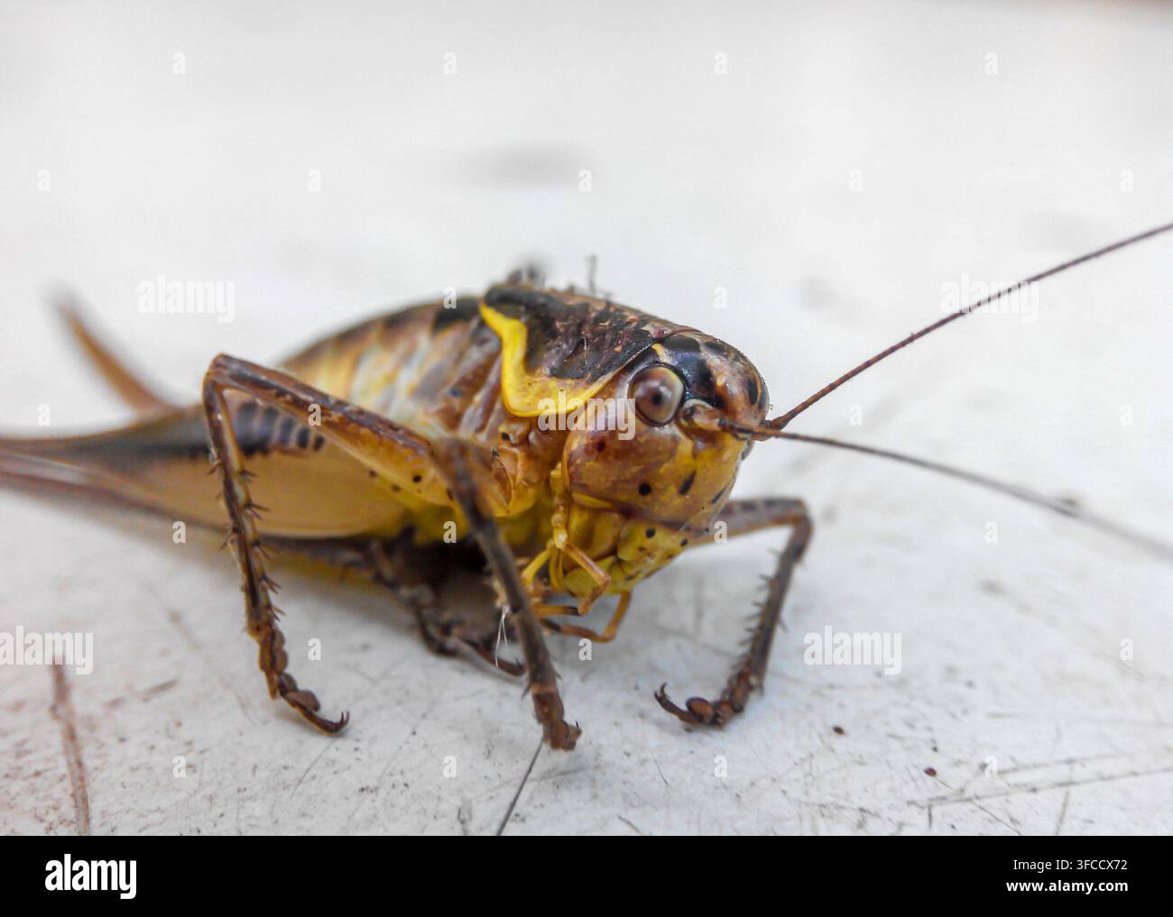 Ritratto di grillo con lunghe baffi seduto su un tavolo bianco. Vista ravvicinata. Mormon Cricket, Anabrus simplex Foto Stock