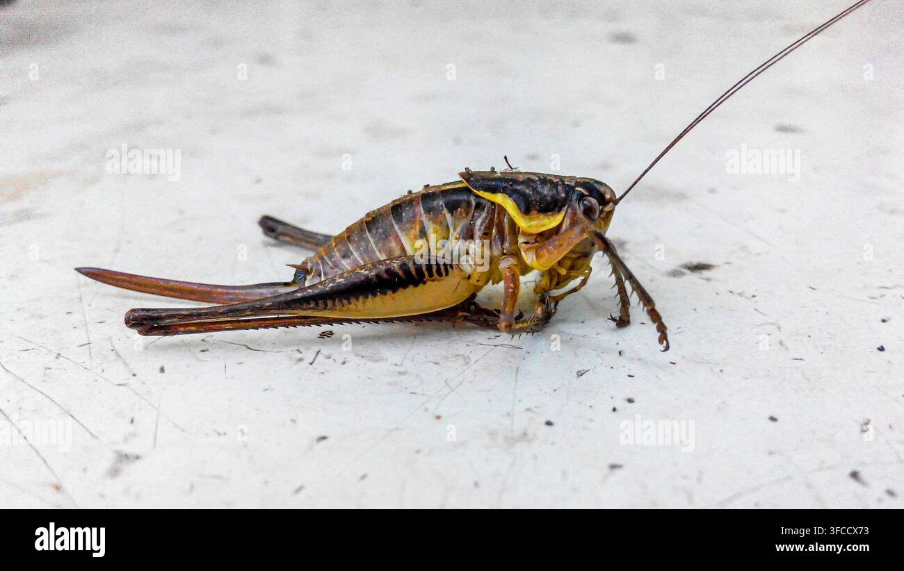 Un grillo con lunghe baffi è seduto su un tavolo bianco. Vista laterale. Grillo mormone, Anabrus simplex Foto Stock