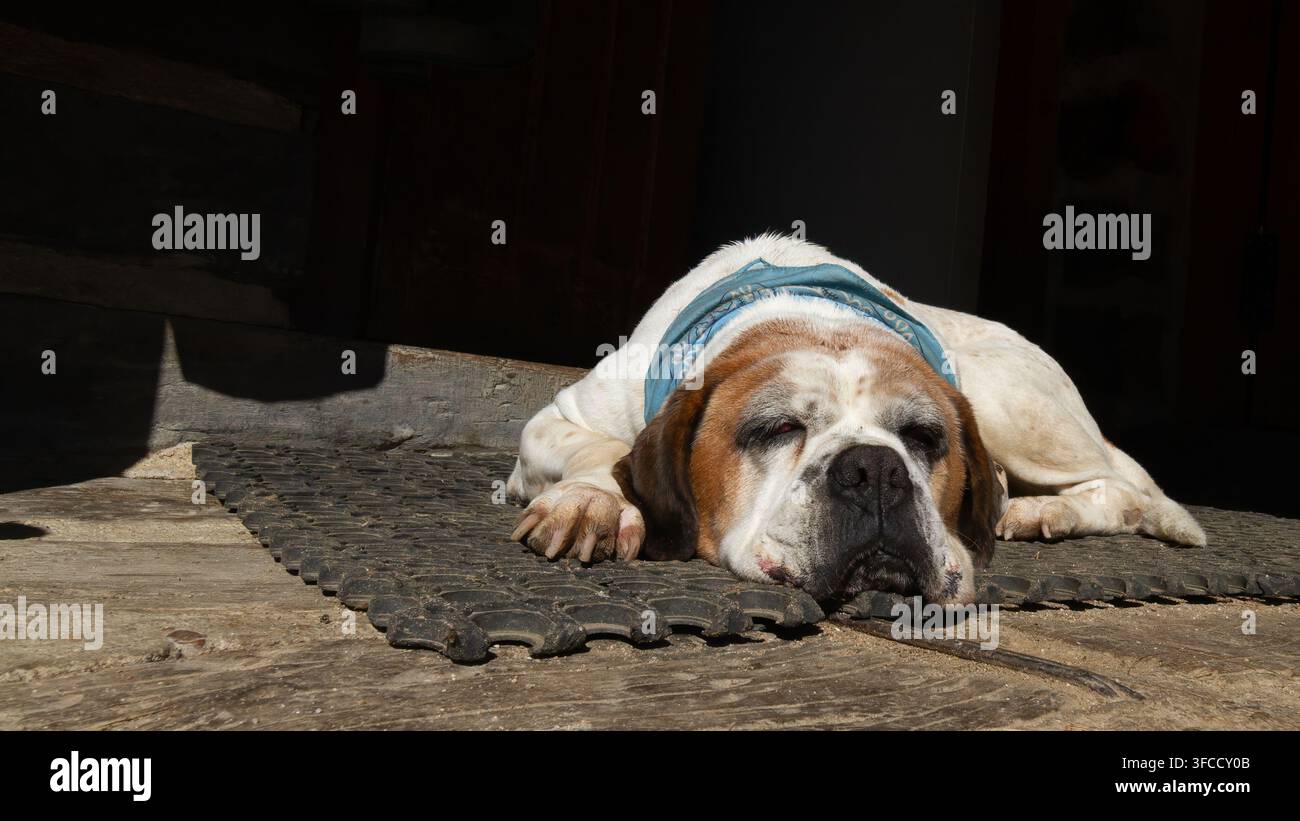 Grande cane di San Bernardo sdraiato al sole vicino a una casa Foto Stock
