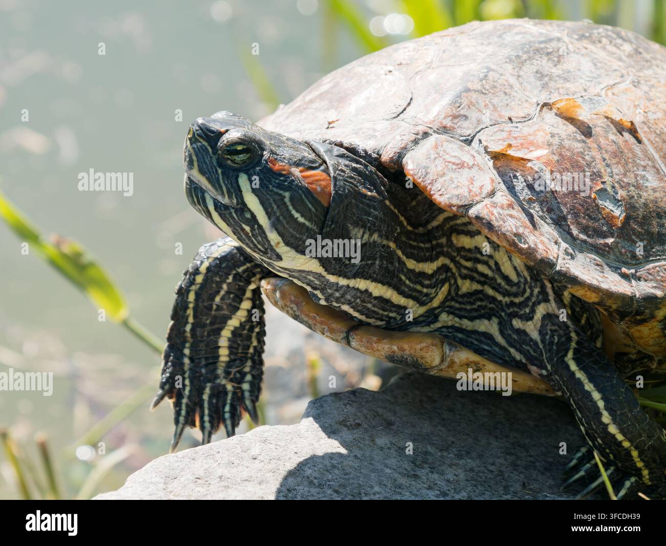 Ritratto di una tartaruga Trachemys scripta elegans che si sta crogiolando al sole su una roccia, con motivi dettagliati sulla testa e sul guscio, seduta vicino a uno stagno Foto Stock