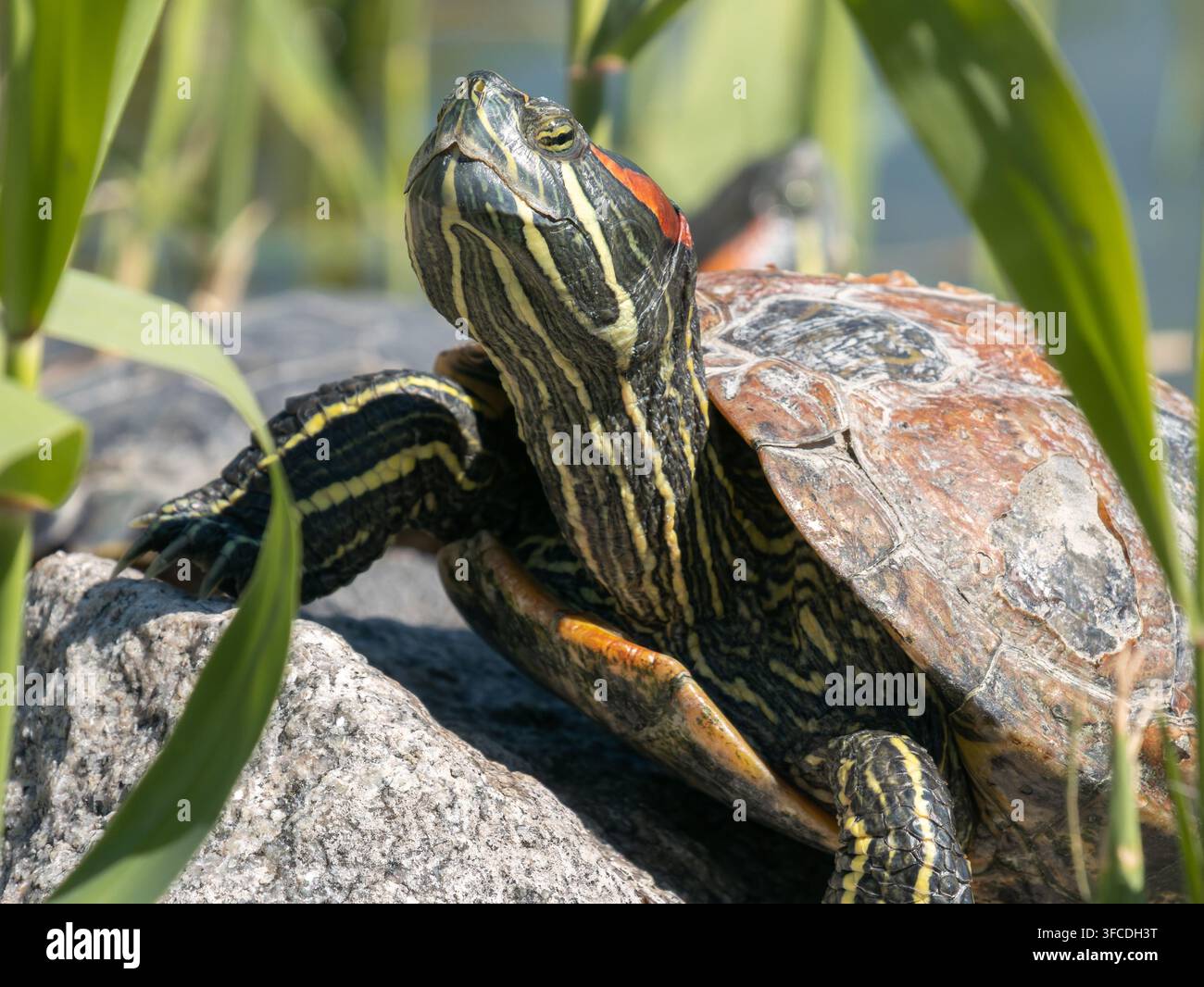 Primo piano di una tartaruga Trachemys scripta elegans che gode di una calda giornata soleggiata, riposando su una riva rocciosa circondata dall'acqua Foto Stock