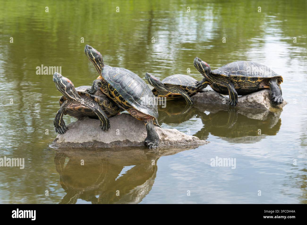 Gruppo di tartarughe dalle orecchie rosse Trachemys scripta elegans che si crogiolano. Riflessi nell'acqua Foto Stock