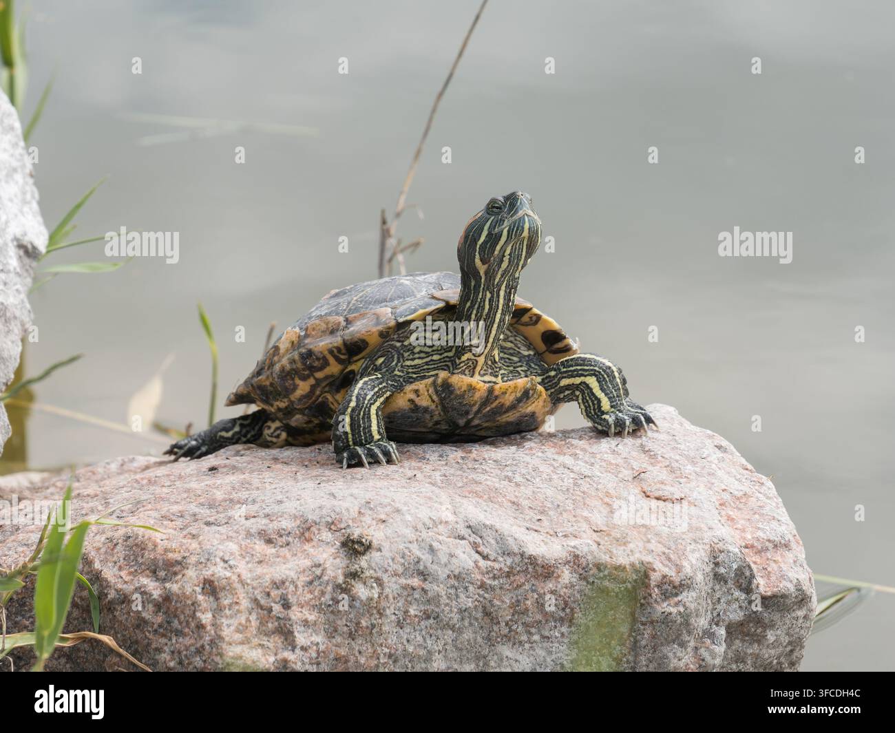 Vista ravvicinata di una Trachemys scripta elegans rettile seduta su una pietra vicino a un lago. Tartaruga paludosa che si gode la luce del sole Foto Stock