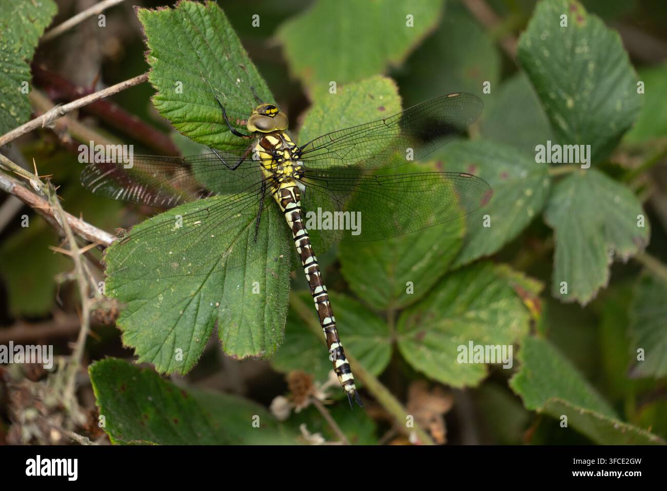 Libellula migratoria femmina (Aeshna mixta) che riposa su una foglia in una foresta Foto Stock