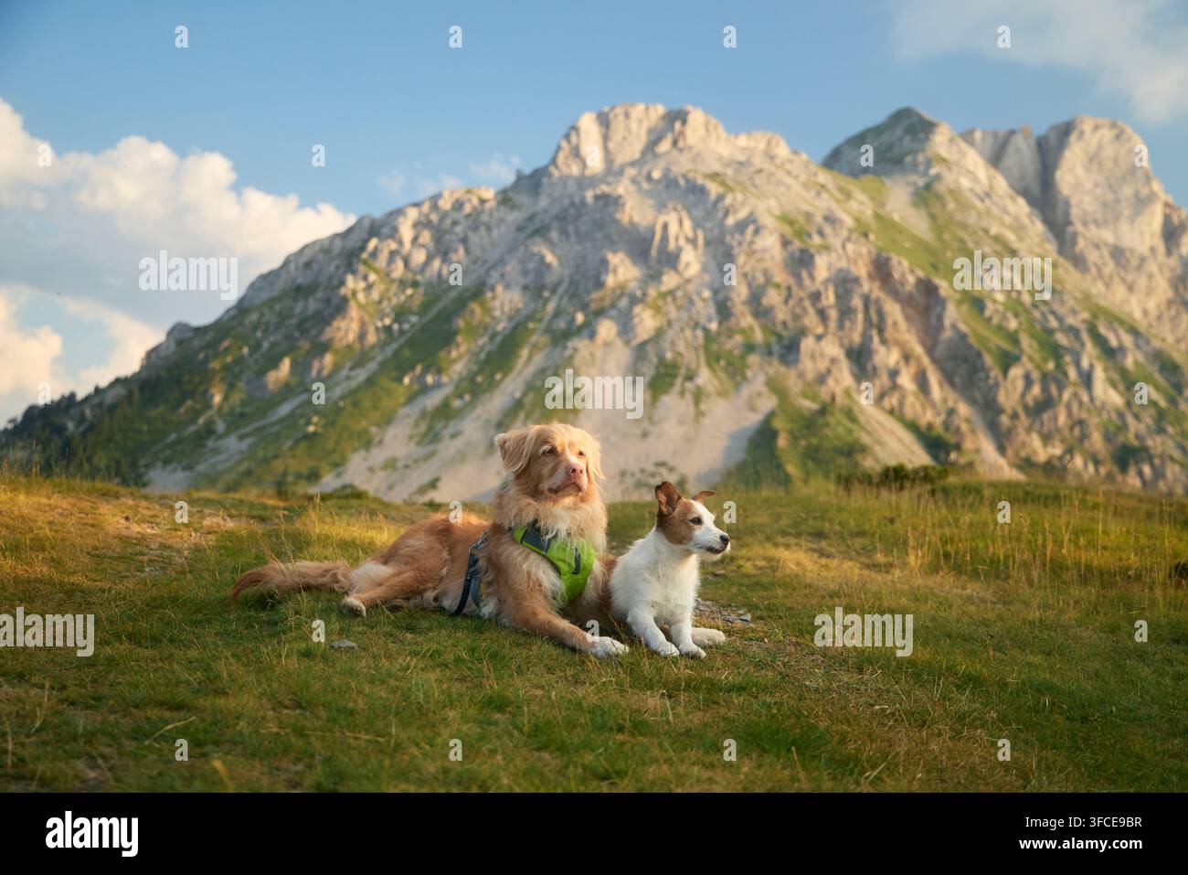 Un Nova Scotia Duck Tolling Retriever giace accanto a un Jack Russell Terrier nel campo. Le montagne sceniche e la luce dorata creano un video tranquillo Foto Stock
