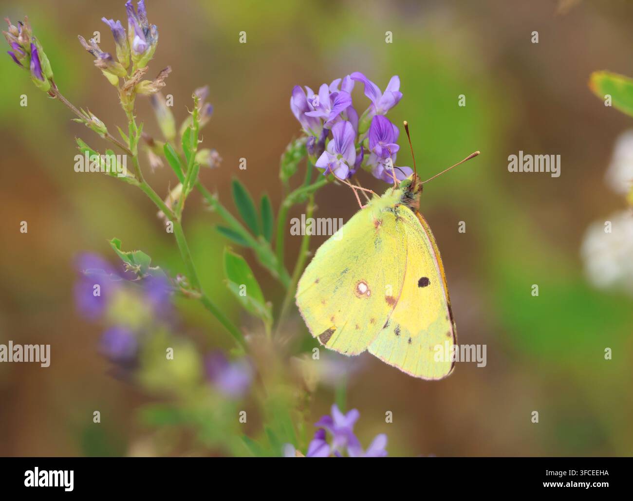 Farfalla gialla nuvolosa, Colias croceus, Norfolk, Inghilterra. Foto Stock