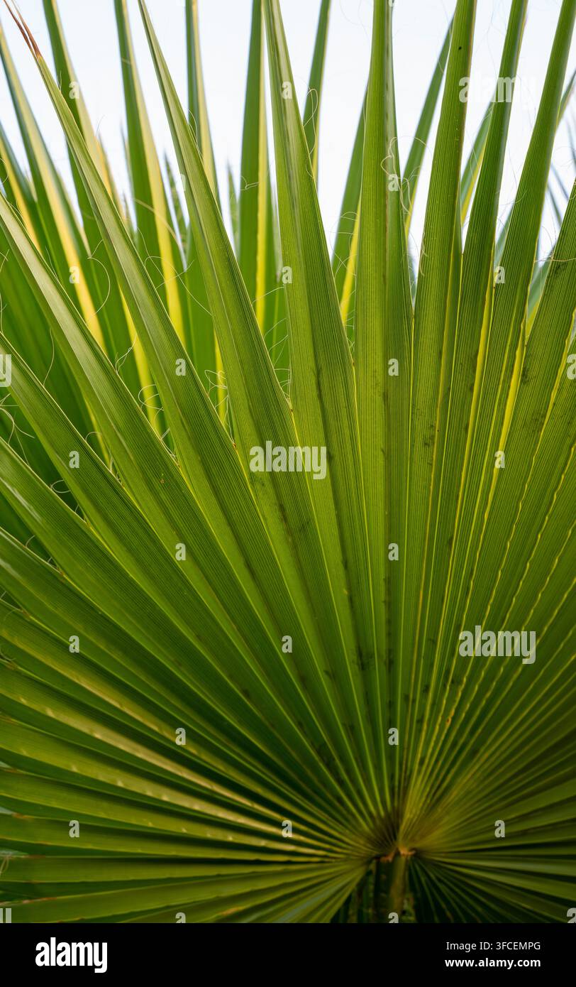 Dettaglio ravvicinato di una foglia di palma di un verde vivace con fronde appuntite che irradiano creando un motivo astratto naturale e uno sfondo tropicale Foto Stock