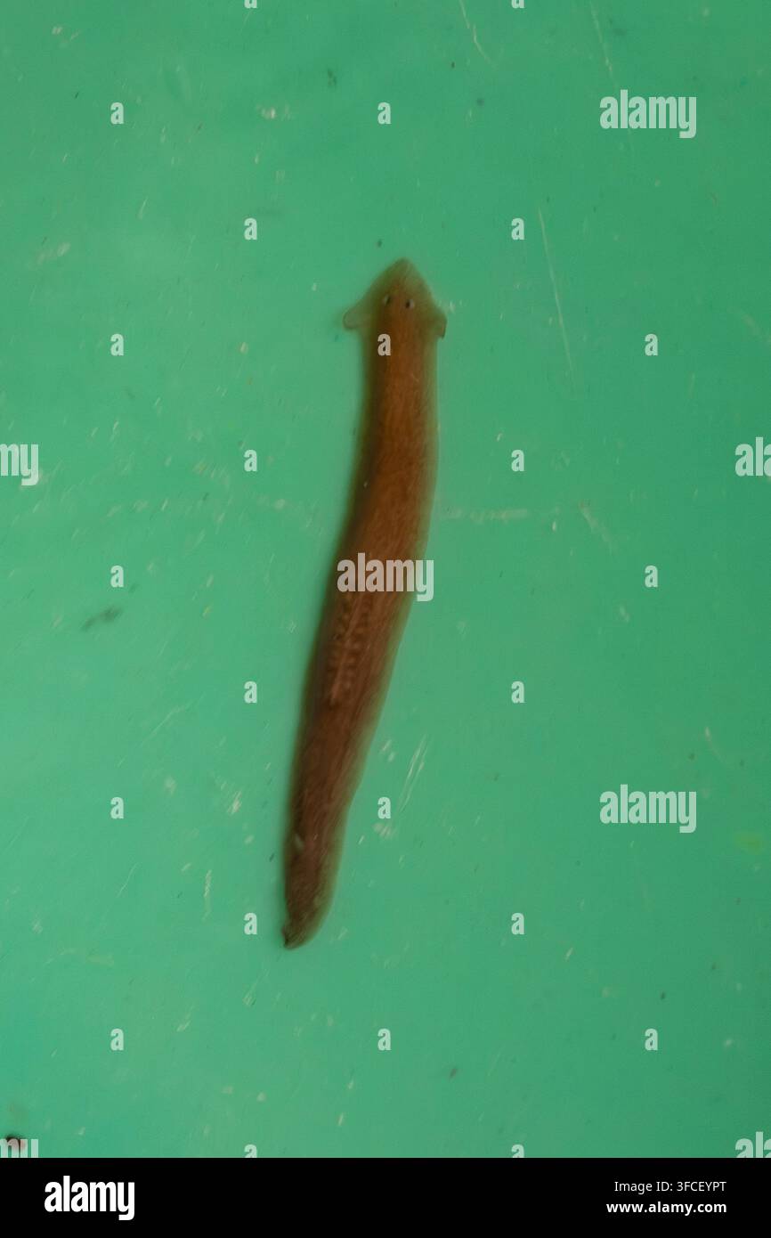 Platyelmo Dugesia che mostra le sue uniche capacità rigenerative su uno sfondo verde Foto Stock