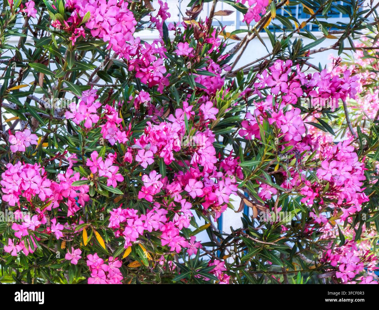 Vibranti fiori rosa di oleandro prosperano su un cespuglio verde lussureggiante, irradiando bellezza naturale, vitalità e freschezza nella luce intensa del giorno all'aperto - Immagine stock catturata con smartphone
