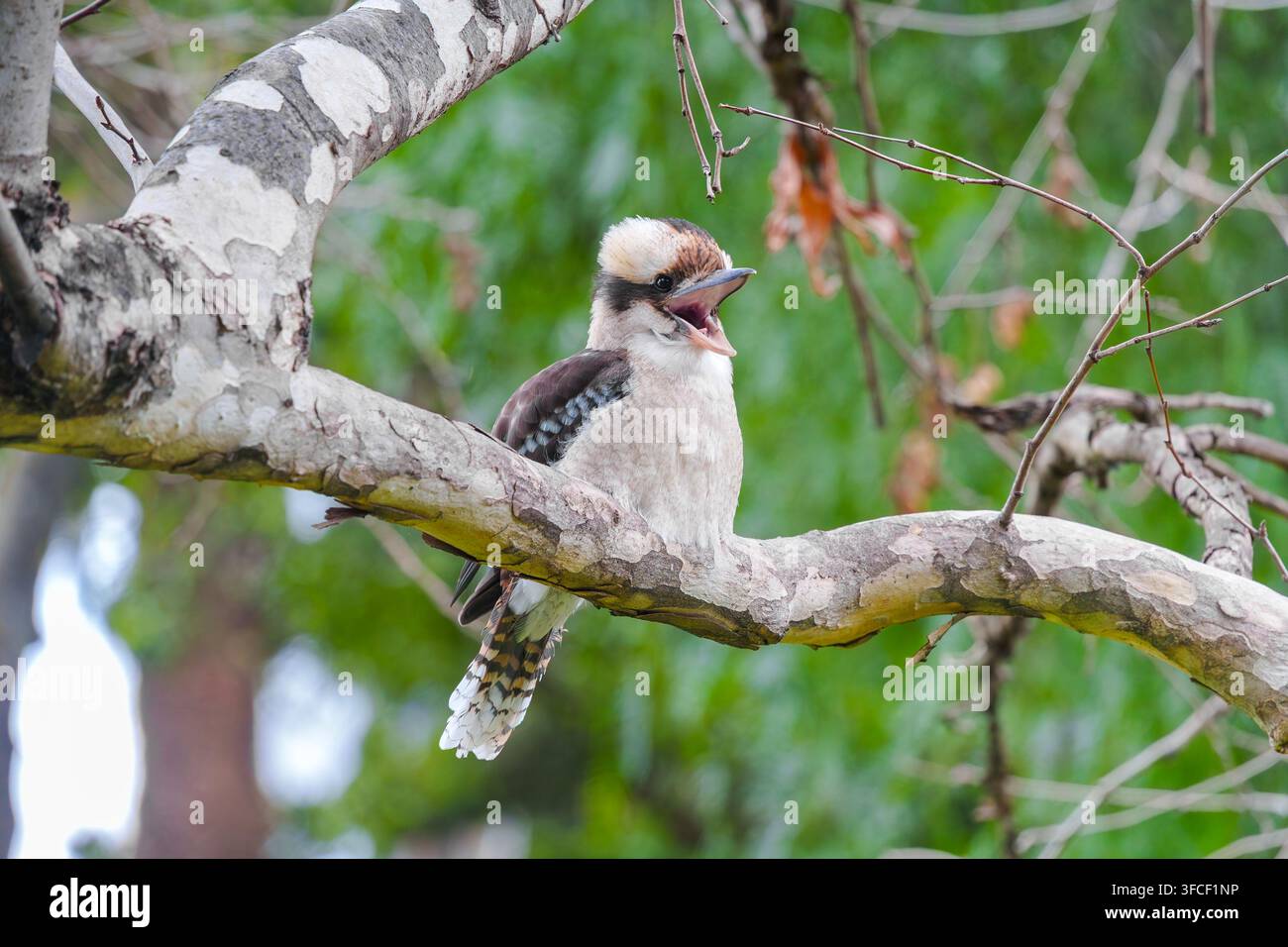 Un kookaburra ridente è seduto con la bocca aperta su un ramo degli alberi nei Fitzroy Gardens a Melbourne, Victoria, Australia. Foto Stock
