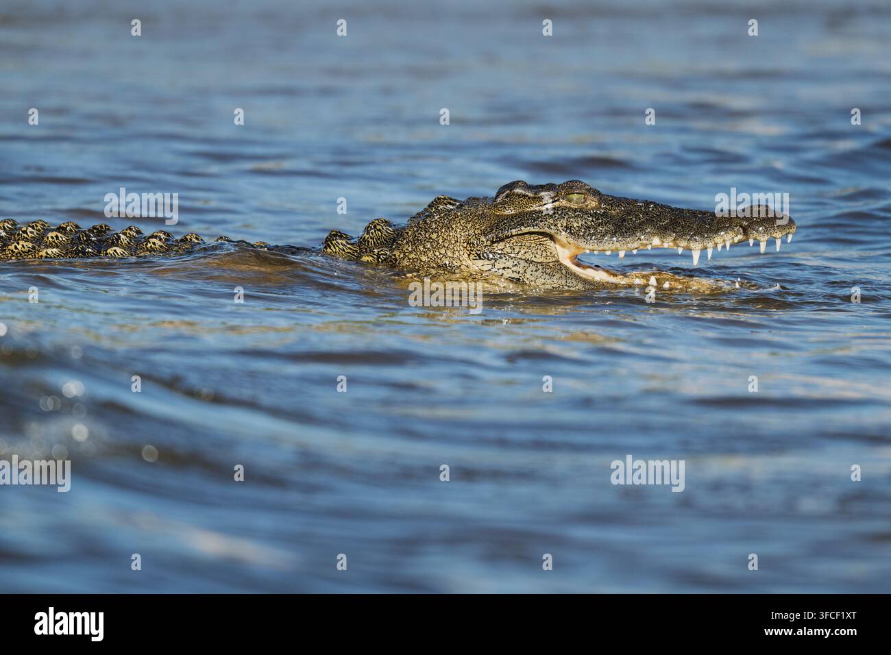 Crocodilo che nuota nel fiume Chobe con le fauci aperte Foto Stock