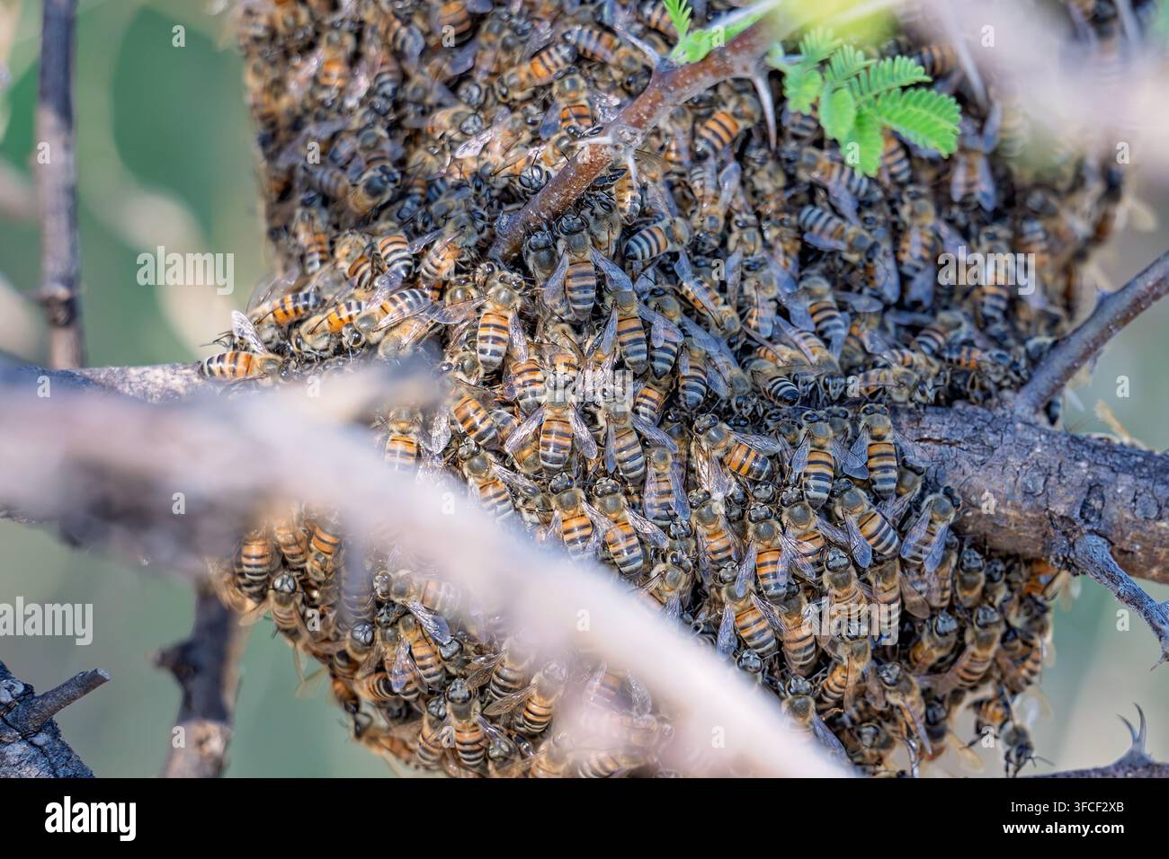 Sciame di api in un alveare naturale di un albero in Africa Foto Stock
